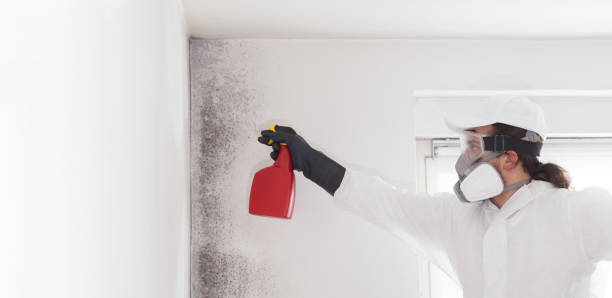 Best Bathroom Mold Remediation in Amelia, LA