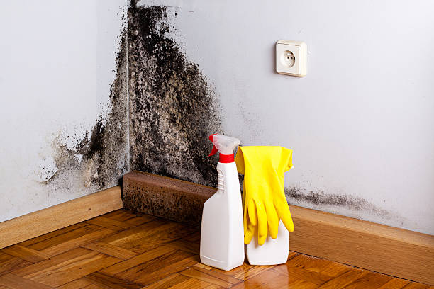 Best DIY Mold Remediation Support Services in Amelia, LA